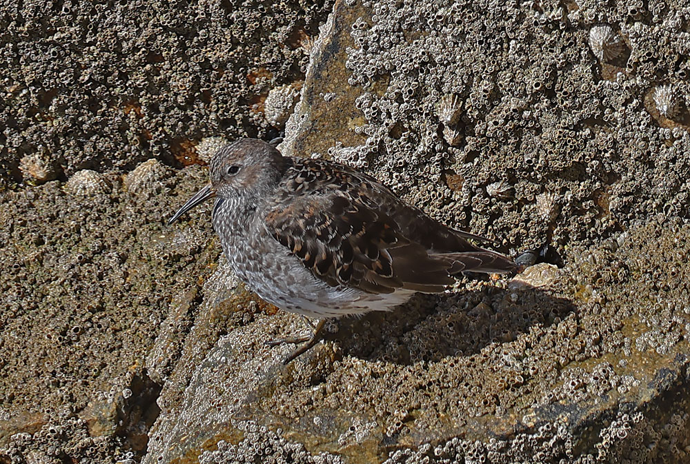 purple sandpiper